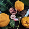 Membrillo natural - Imagen 3